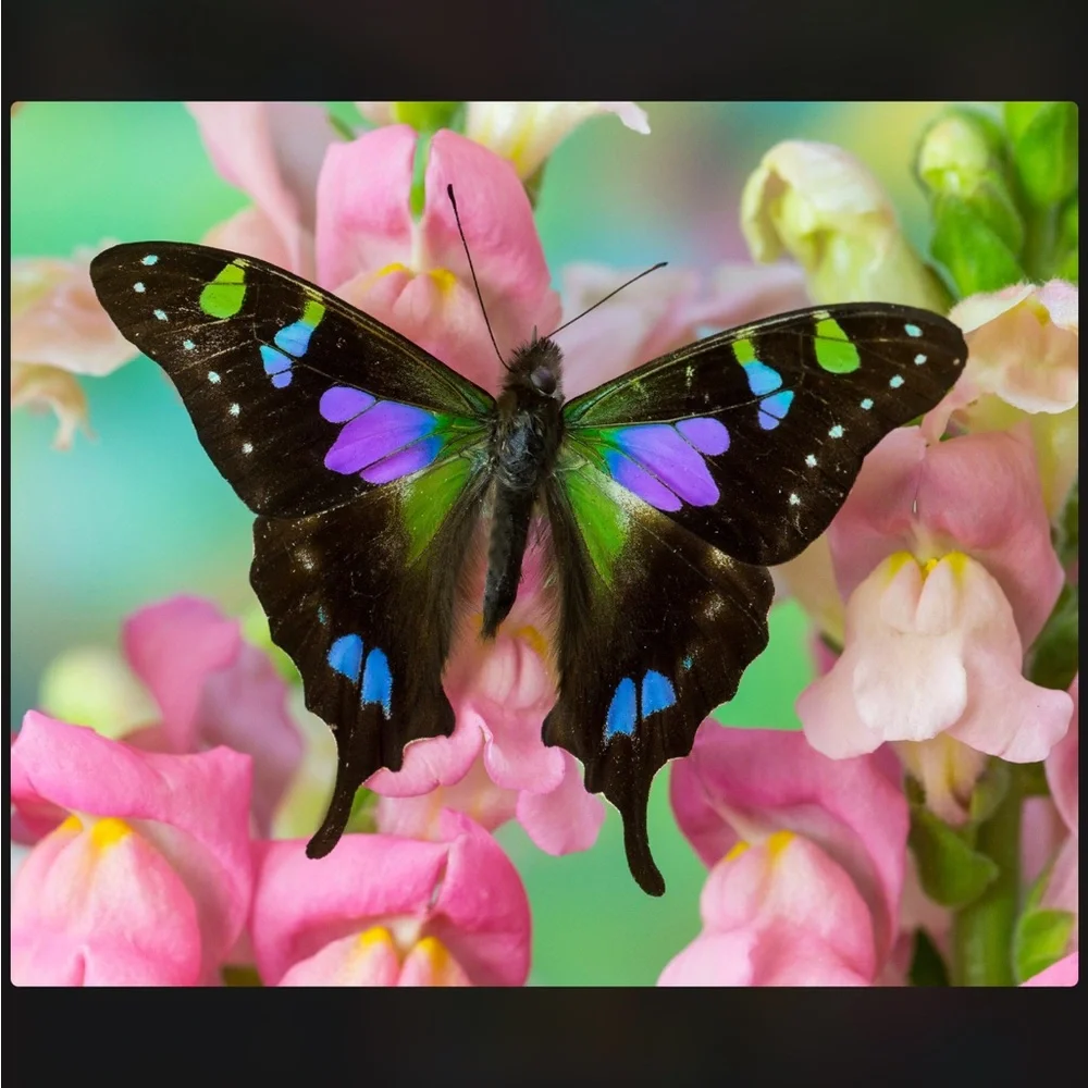 Happy Spring 💜💛💙🩷🩵 - Picture 14 of 16